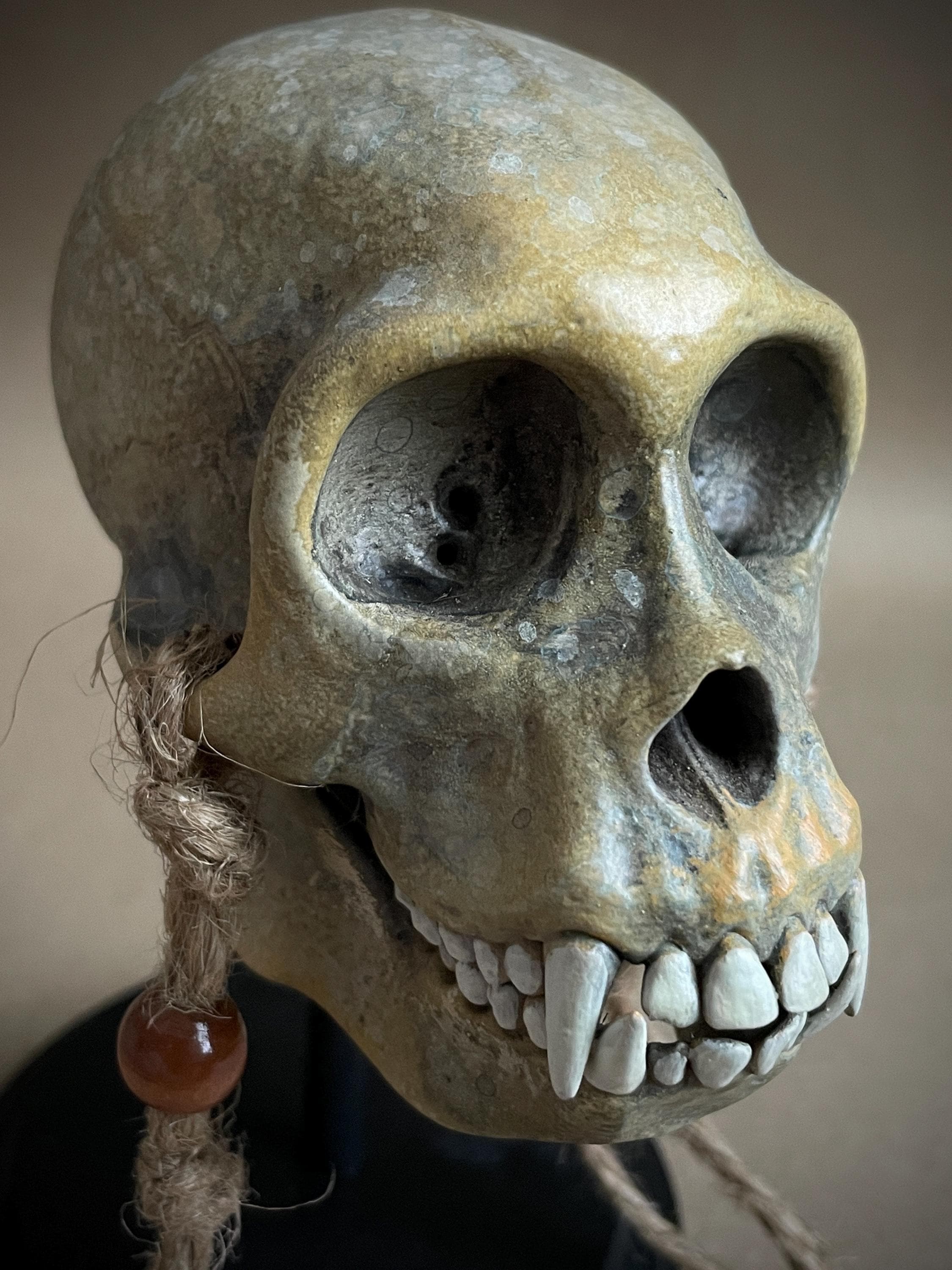 Capuchin Monkey Skull Replica with Display Stand