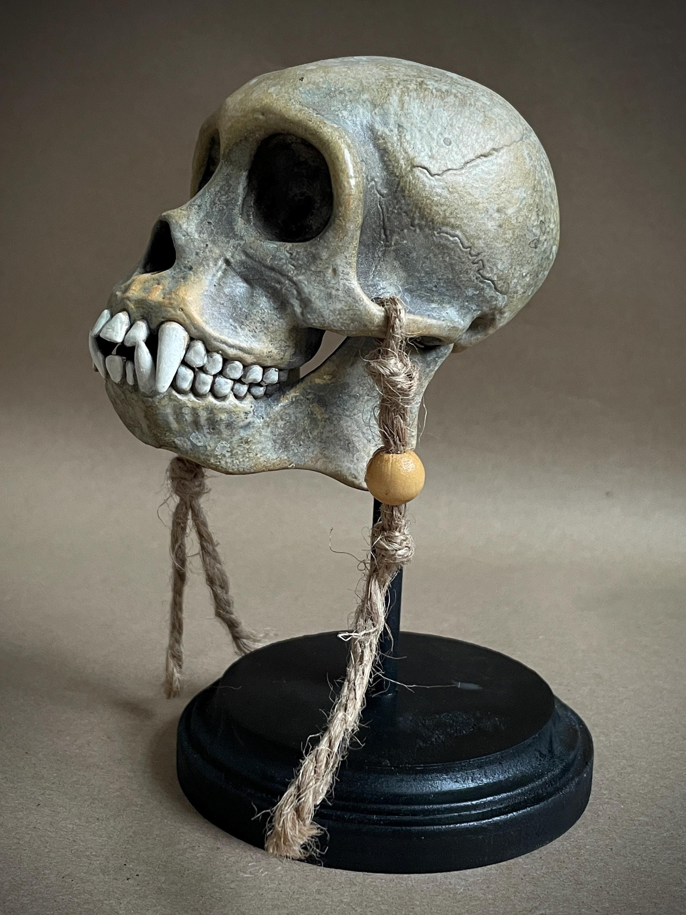 Capuchin Monkey Skull Replica with Display Stand