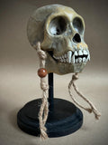 Capuchin Monkey Skull Replica with Display Stand
