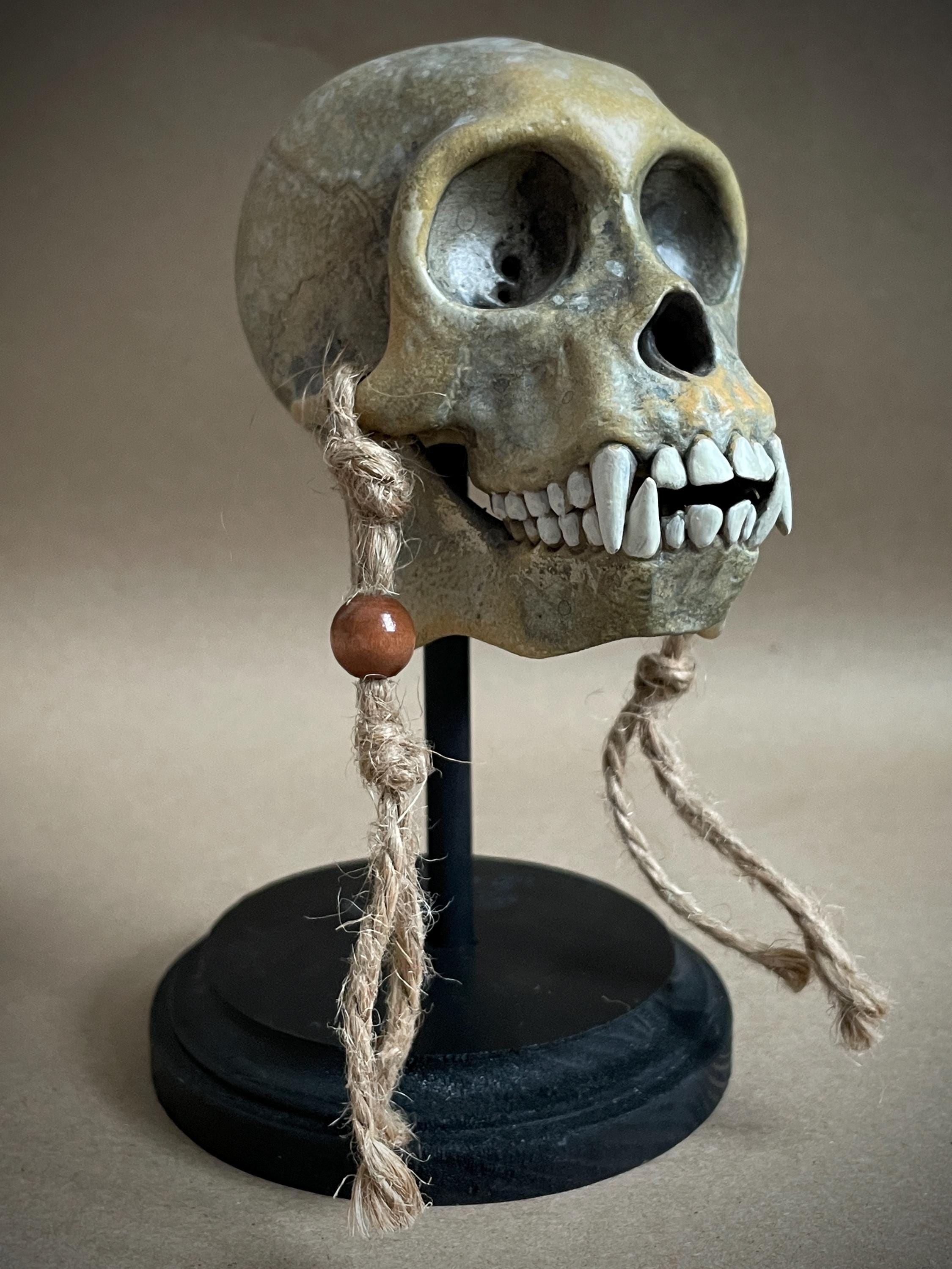 Capuchin Monkey Skull Replica with Display Stand