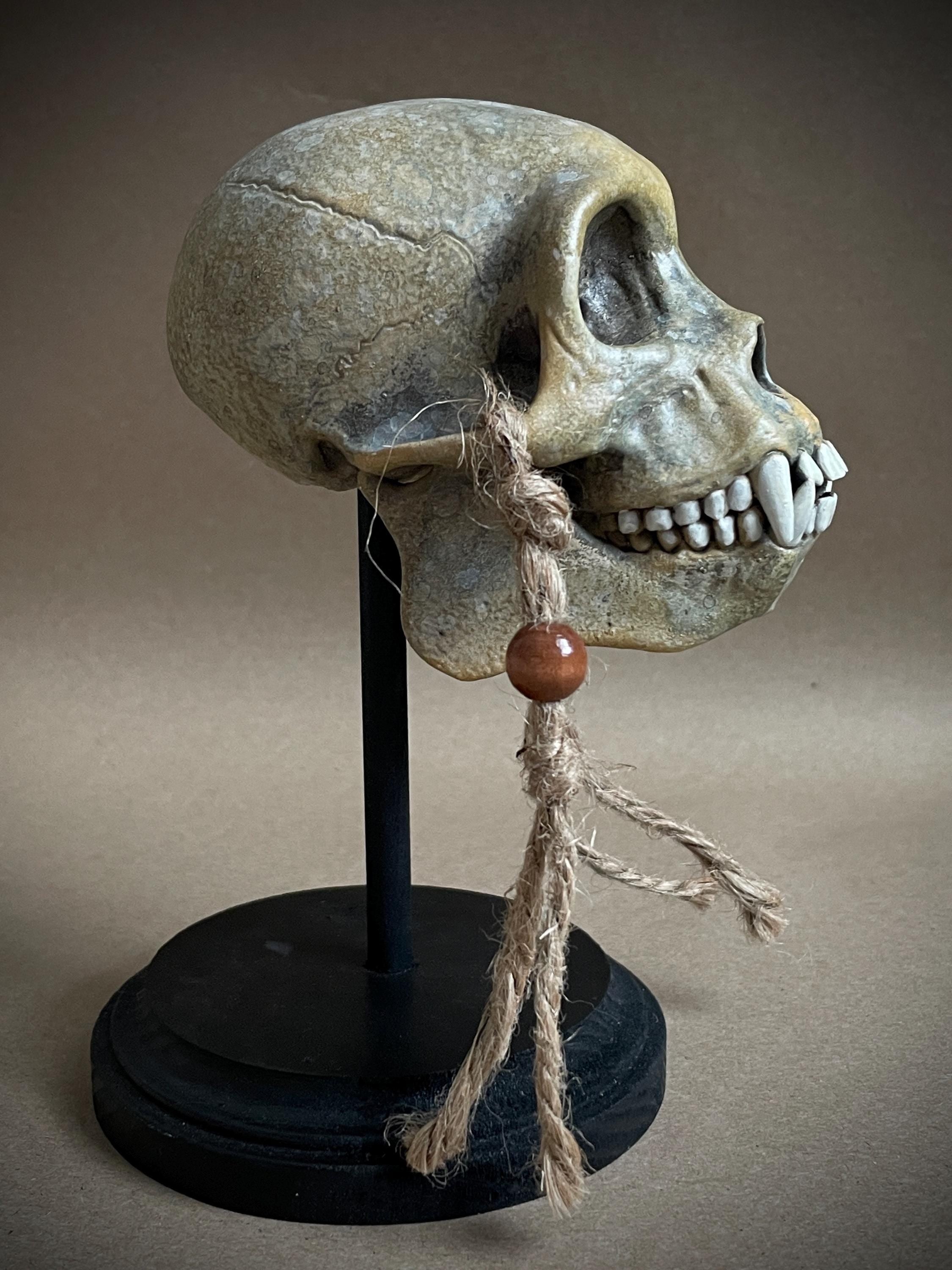 Capuchin Monkey Skull Replica with Display Stand