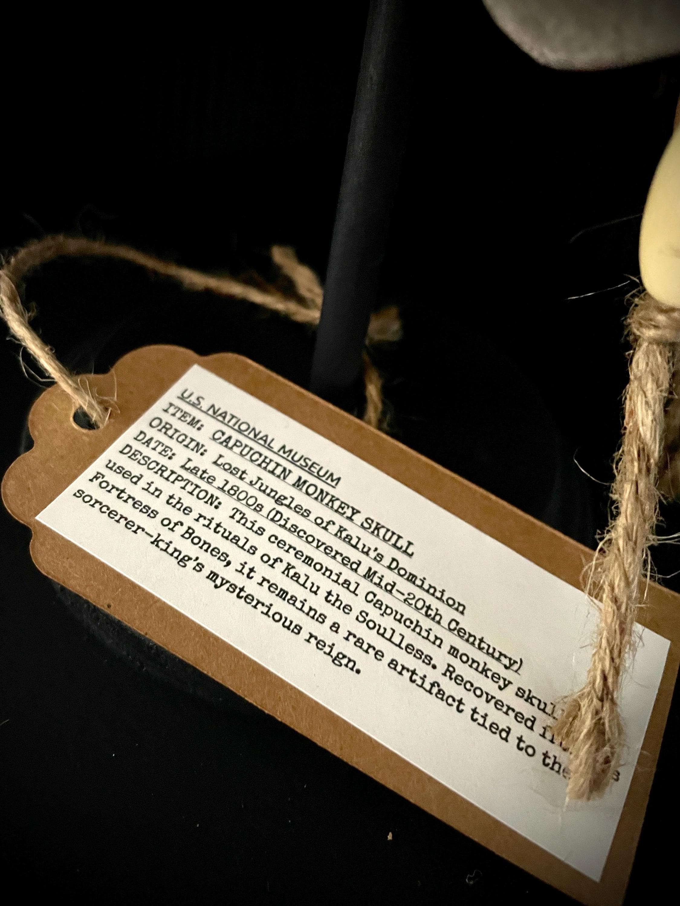 Capuchin Monkey Skull Replica with Display Stand