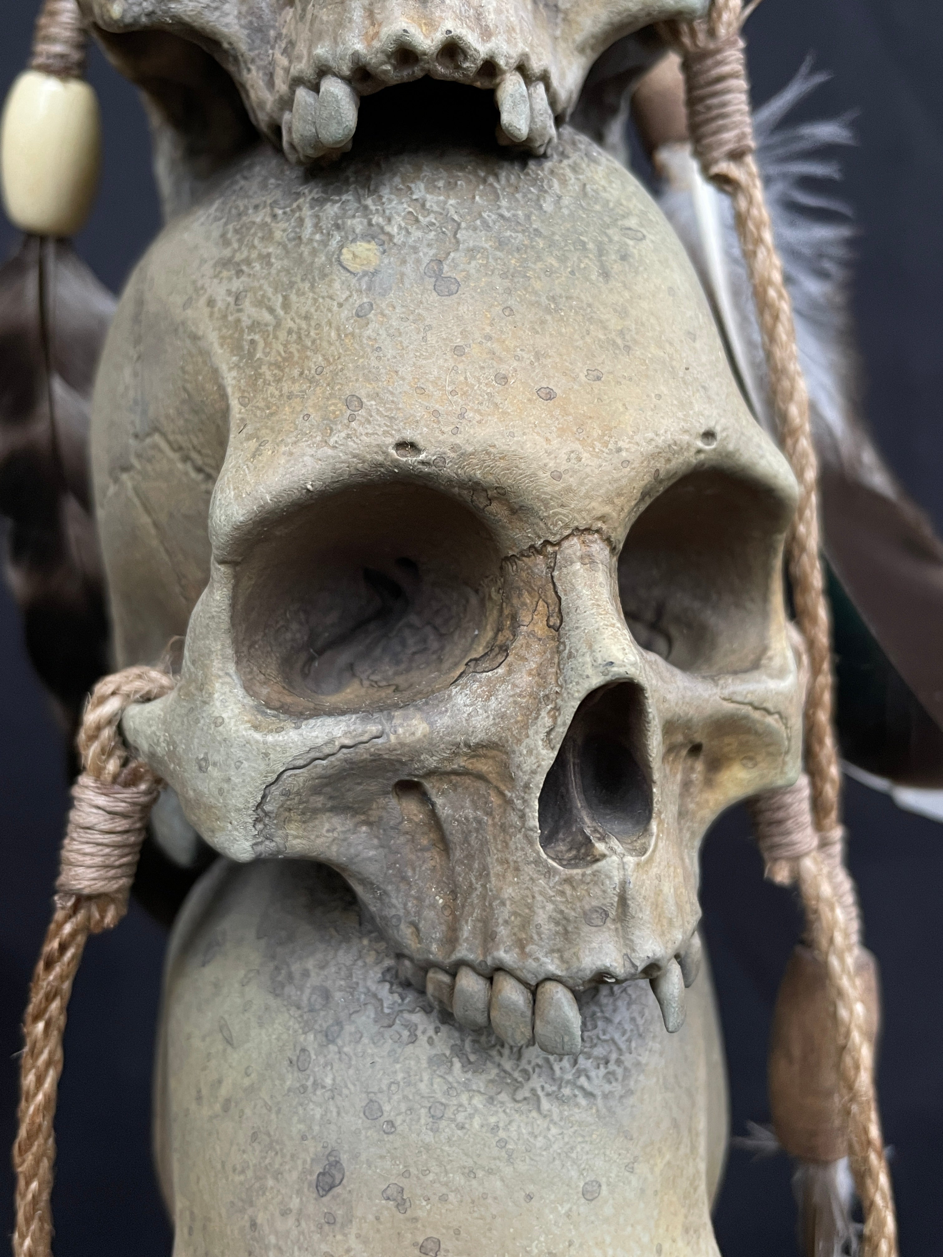 Headhunter Trophy Stacked Skulls Replica 1/2 Scale