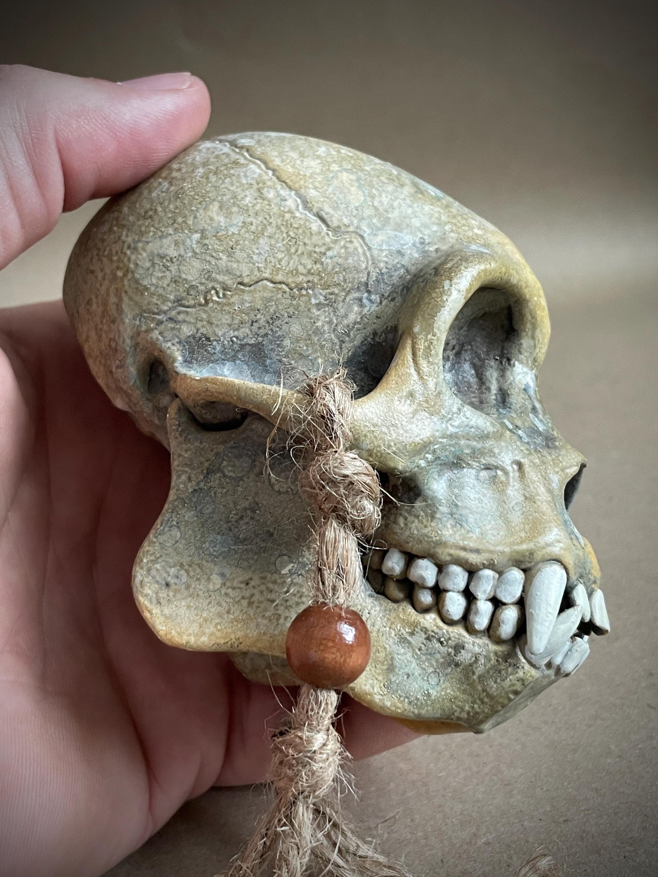 Capuchin Monkey Skull Replica with Display Stand