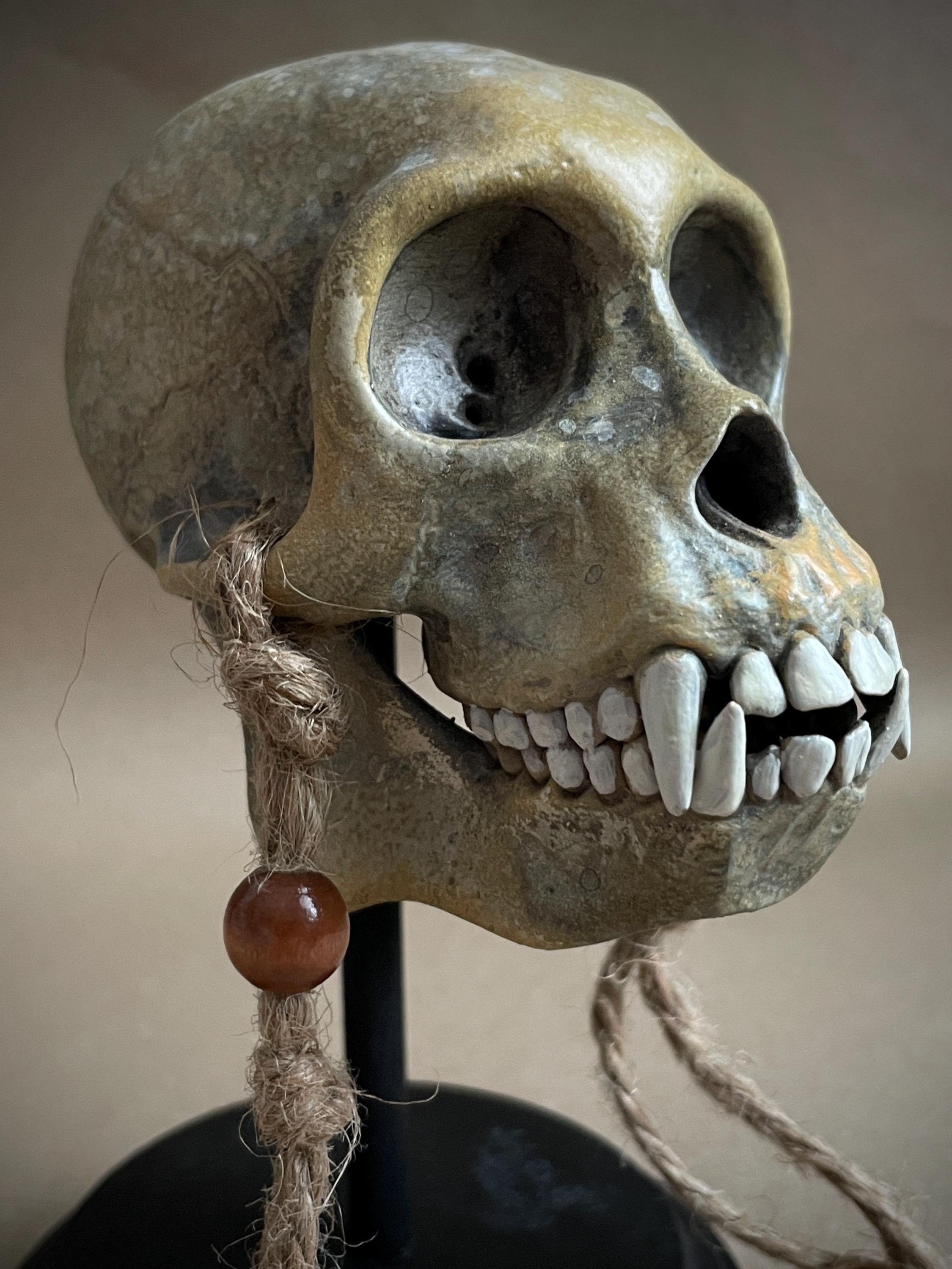 Capuchin Monkey Skull Replica with Display Stand